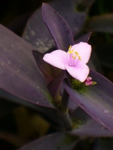 Purple Heart Jew, Tradescantia pallida 'Purpurea', T. pallida, Setcresea purpurea